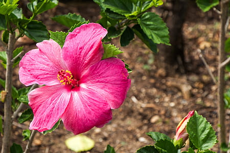 pink hibiscus thumbnail