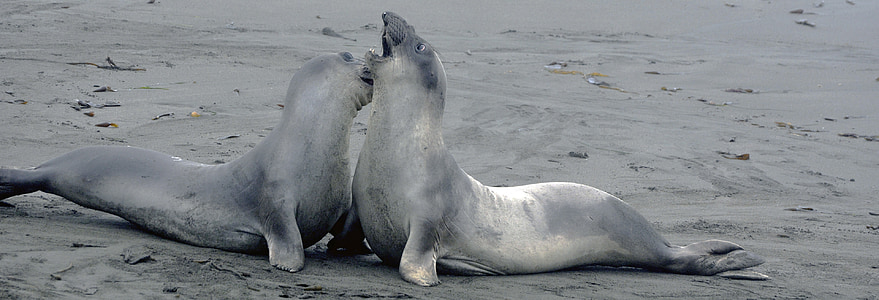 two sea lions playing on sand thumbnail