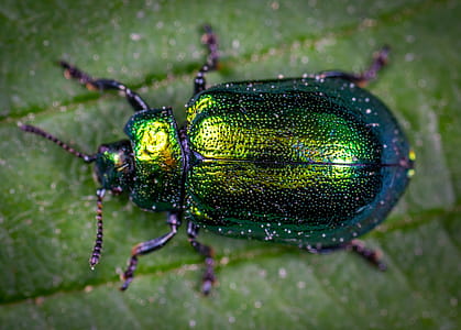 animal, leaf, green, color thumbnail