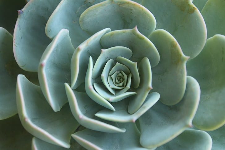 closeup photo of green succulent plant