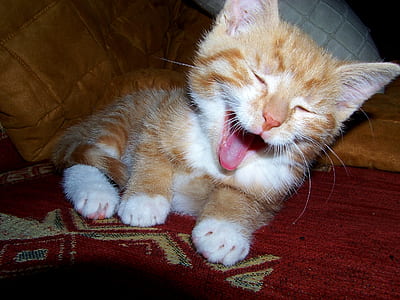 white and brown kitten thumbnail