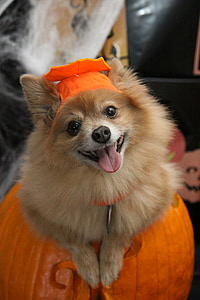 adult tan Pomeranian thumbnail