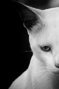 half face grayscale photo of a cat thumbnail
