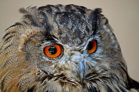 selective focus of owl thumbnail