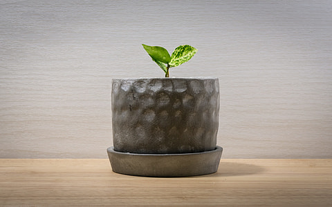 photo of green leaf plant in pot thumbnail