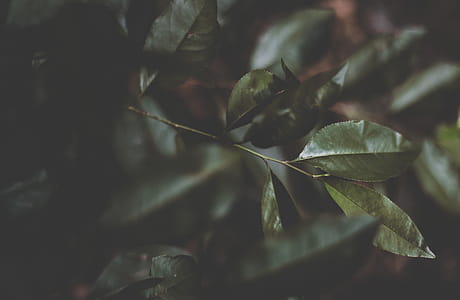 Green Leafed Plant thumbnail