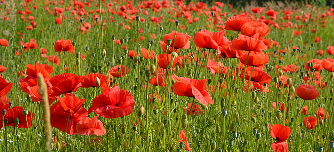 close up photography of red poppy flower field at daytime thumbnail