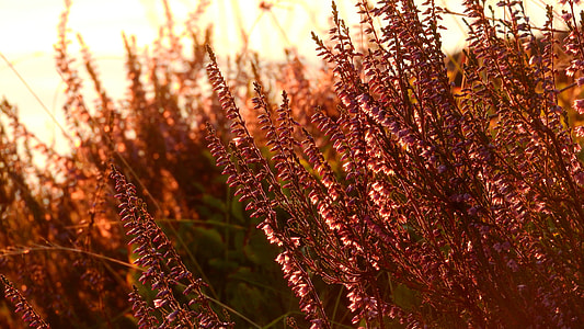 Heather, Ericaceae thumbnail