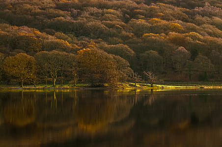 Calm Body of Water Surrounded With Forest thumbnail