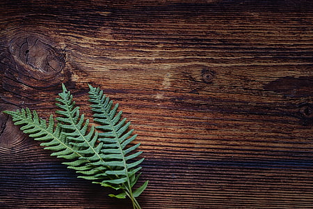 three green fern leaves on brown panel thumbnail