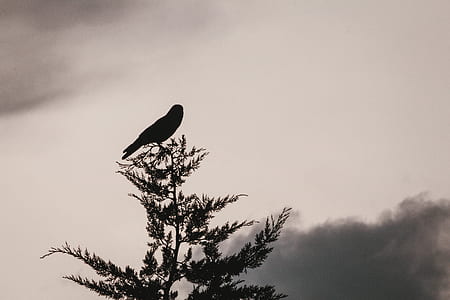 silhouette of bird thumbnail
