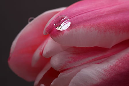 macro photo of water dew on pink tulip thumbnail