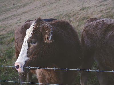 shallow focus photography of cattle thumbnail