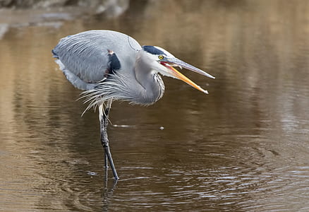 long-beak gray and blue bird standing on water thumbnail