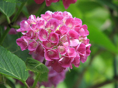 pink hydrangeas blooming during daytime thumbnail