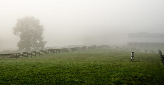 person walking on green lawn grass near brown fence at daytime thumbnail
