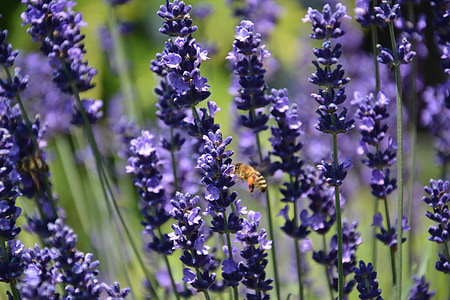 honey bee flying beside lavender flower thumbnail