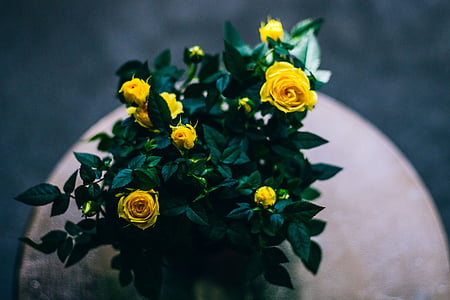 yellow rose potted plant on brown table thumbnail