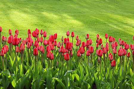 red floral field thumbnail