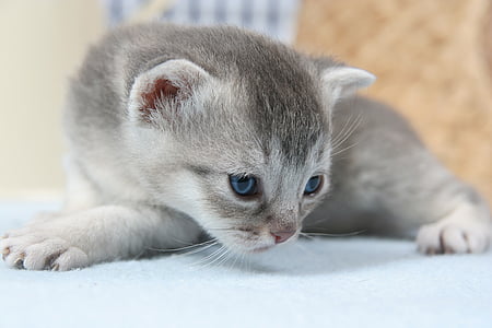photograph of gray short-haired kitten thumbnail