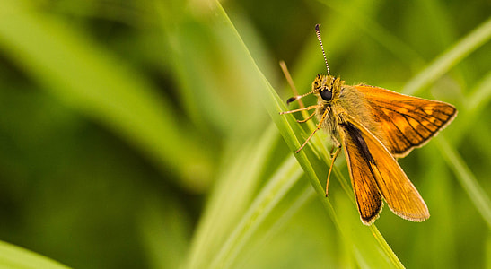 closed photo of brown moth butterfly on green leaf grass thumbnail