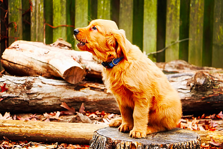 golden Golden retriever thumbnail