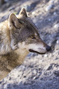 selective focus photography of brown and black wolf thumbnail