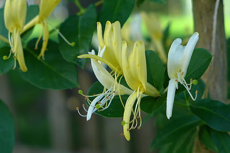 Honeysuckle vine with flowers growing on a trellis in a backyard garden. thumbnail