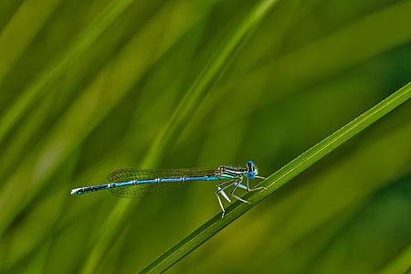 blue damselfly thumbnail