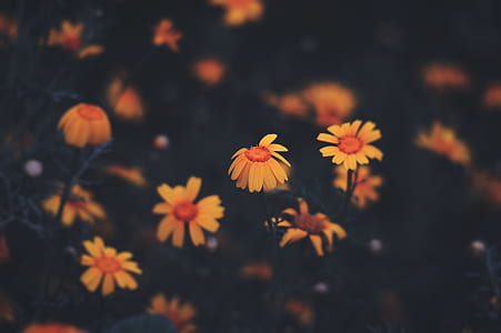 yellow coneflowers closeup photography thumbnail