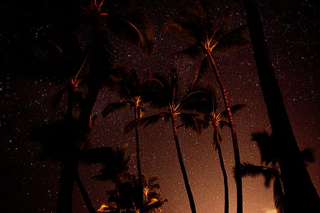 low angle photo of coconut trees during golden hour thumbnail