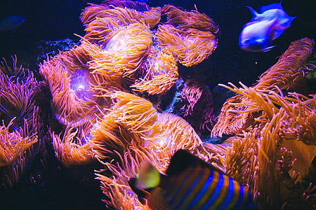 orange sea plants thumbnail