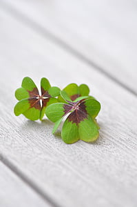 green and brown four clover leaves thumbnail