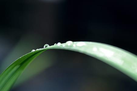 Close-up of Water Drop on Leaf thumbnail