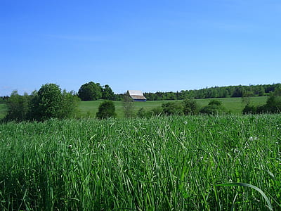 landscape photography of green grass field thumbnail