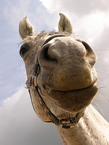 brown camel thumbnail