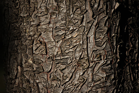brown tree trunk thumbnail