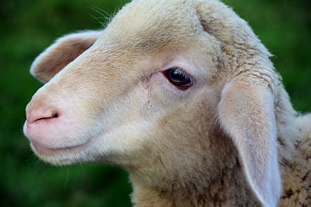 closeup photo of brown sheep thumbnail