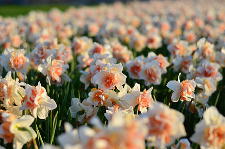 field of red-and-white daffodil flowers thumbnail