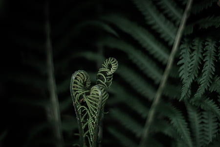 close-up photo of green fern plant thumbnail