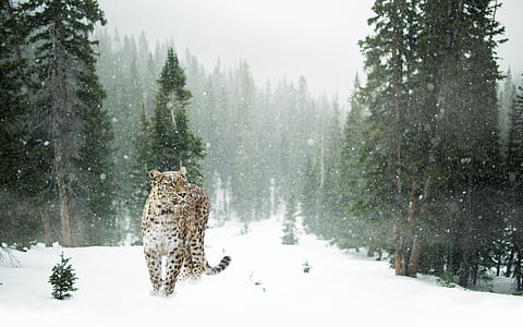 brown and black leopard in snow covered forest thumbnail