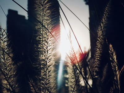 Green Leaf Plant Close Up Photo thumbnail