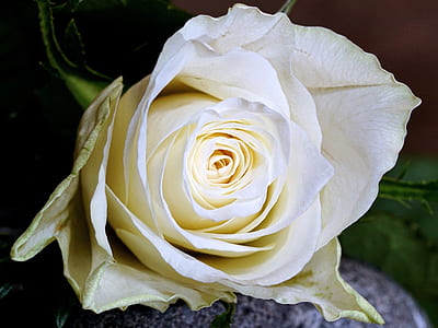 yellow rose in bloom close up photo thumbnail