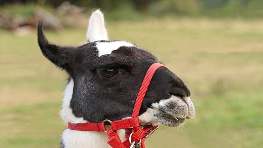 white and black goat thumbnail