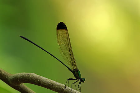 nature, outdoors, insect, macro thumbnail