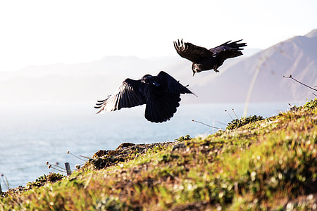 two birds flying over grass covered ground thumbnail