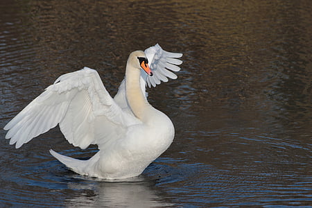 white goose on body of water at daytime thumbnail