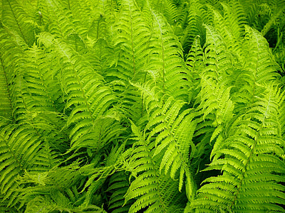 photo of green leaf plant thumbnail
