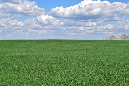 green grass field thumbnail