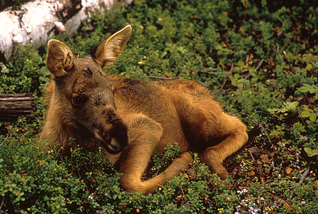 wildlife photography of brown 4-legged land mammal thumbnail